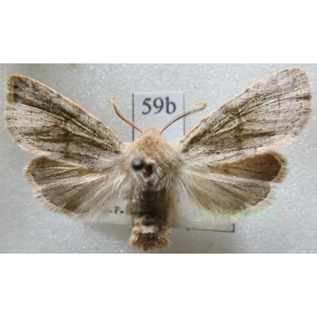 Orthosia cerasi (Fabricius, 1775) Czech59b